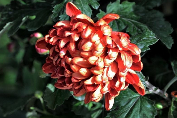菊花是哪個(gè)國(guó)家的國(guó)花