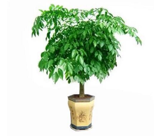 幸福樹有幾個品種,幸福樹品種圖片大全
