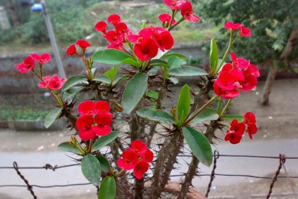 虎刺梅的病蟲(chóng)害防治，如何防治虎刺梅患病蟲(chóng)害