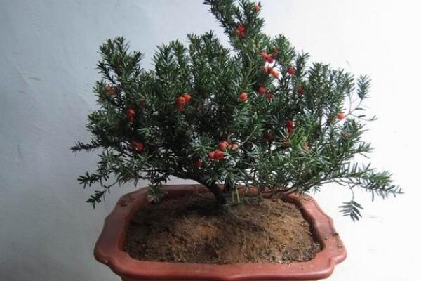 紅豆杉盆景養(yǎng)殖方法，做好這五步是關(guān)鍵