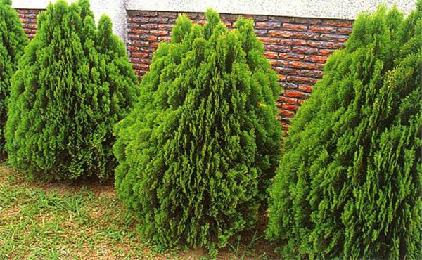 側(cè)柏小苗_側(cè)柏樹圖片_價(jià)格_功效與作用