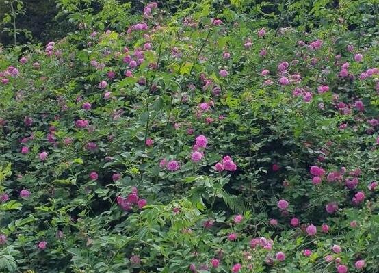 家庭種植薔薇花有什么好處，薔薇花是綠花遮陰的好幫手