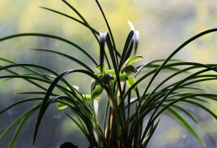 水仙花和蘭花區(qū)別，搞清這幾點(diǎn)不怕種錯(cuò)