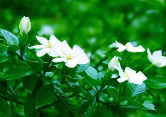 梔子花的花語，梔子花代表永恒的愛與約定