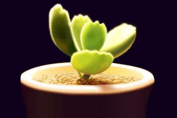 熊童子澆水方法，不同的季節(jié)有不同的要點(diǎn)