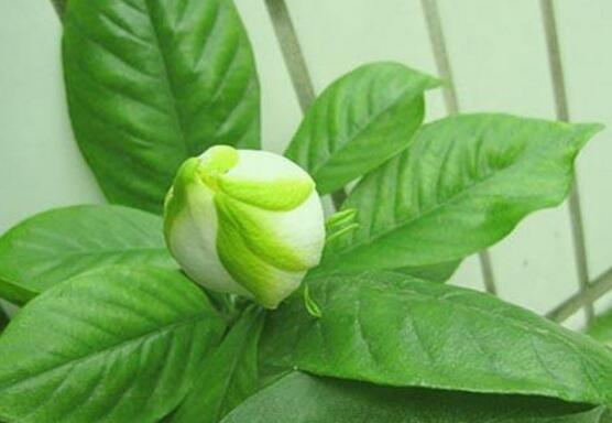 梔子花怎么澆水，梔子花澆水方法
