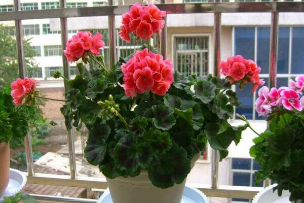 天竺葵過(guò)冬方法，5大要點(diǎn)可確保天竺葵順利過(guò)冬