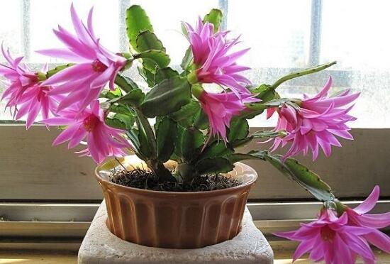 蟹爪蘭一年開幾次花，蟹爪蘭花語(yǔ)是什么
