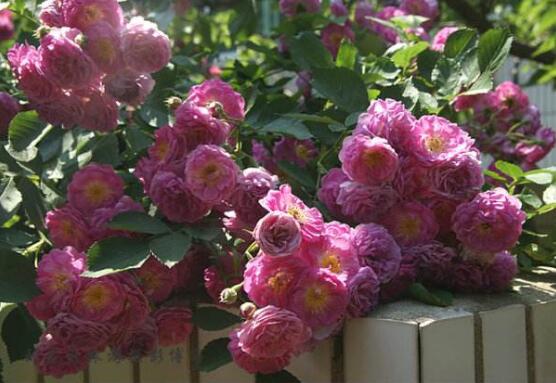 薔薇花的養(yǎng)殖方法，掌握八大方法就可養(yǎng)好