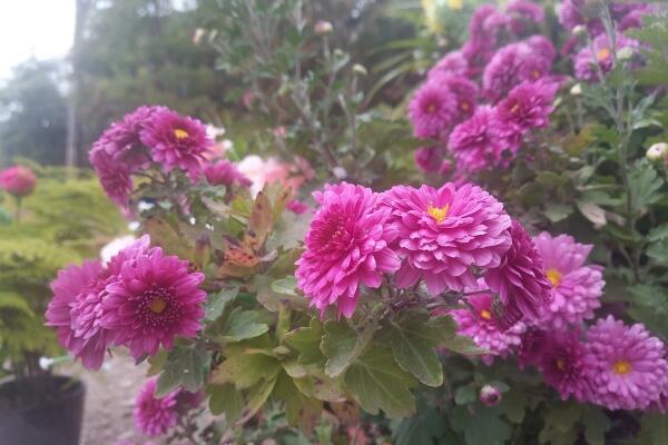 菊花的繁殖方法，可通過扦插、播種、分株、嫁接進(jìn)行繁殖