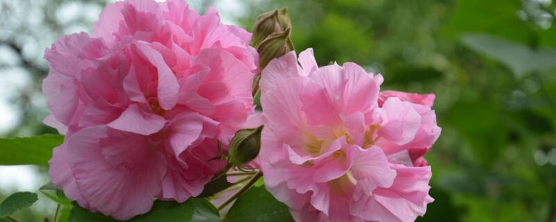 芙蓉花花語 