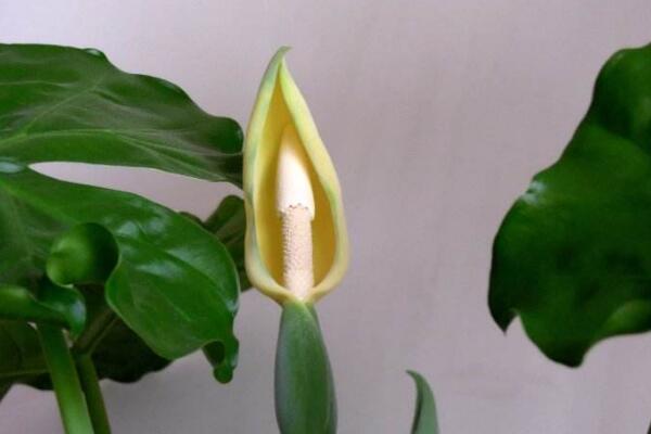 滴水觀音開花有什么兆頭，生旺發(fā)財，花開聚福