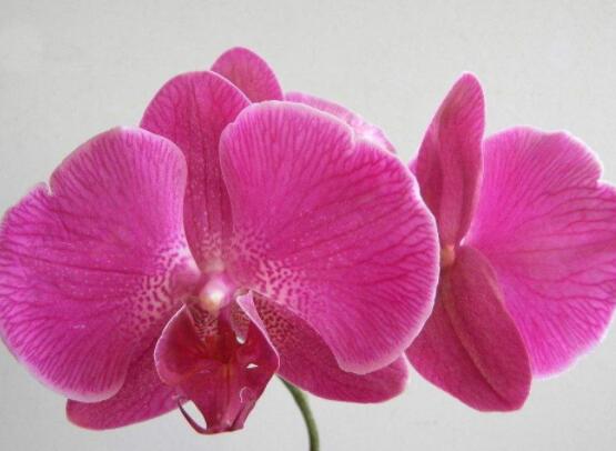蝴蝶蘭花期過后怎么養(yǎng)，教你六種好方法來年花開爆盆