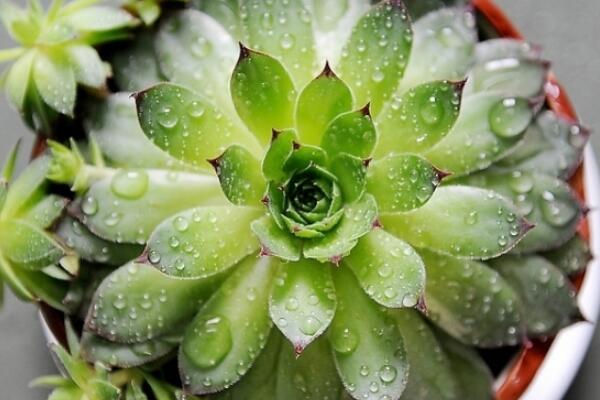 寶石花和觀音蓮的區(qū)別，詳細(xì)介紹葉子和花朵的不同