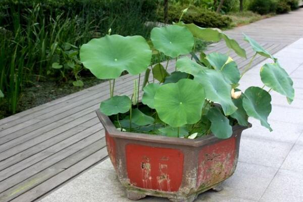 種植荷花注意事項(xiàng)，種植之前必須將種子磨破