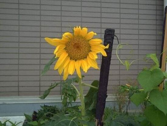 向日葵什么時候開花，向日葵一年開幾次花/每年一次