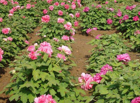 牡丹花爛根怎么辦，牡丹花爛根解決辦法