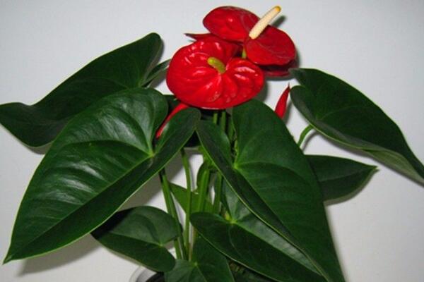 紅掌多長時(shí)間澆一次水，平均3-4天澆一次水