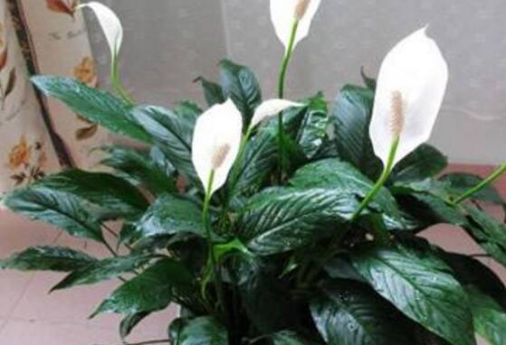一帆風(fēng)順花的擺放禁忌，忌光線太強(qiáng)與溫度極低處