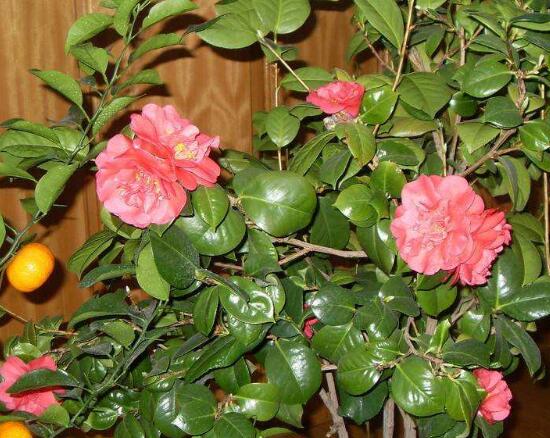 家里為什么不能養(yǎng)茶花，茶花的寓意是什么