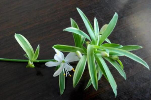 吊蘭開花嗎，它的花期在每年的5月