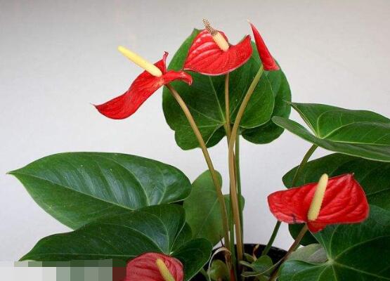 紅掌怎么養(yǎng)才能開(kāi)花，只需要做好六點(diǎn)花開(kāi)茂盛