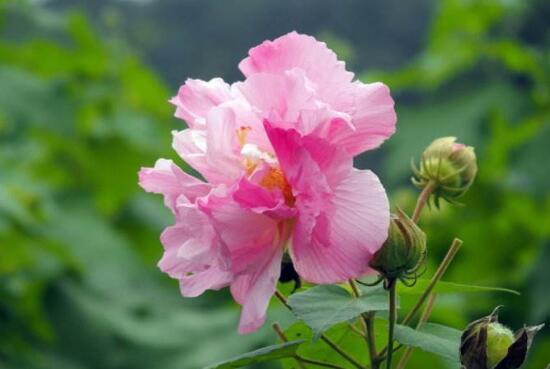 芙蓉花什么時(shí)候開，芙蓉花一年開幾次花