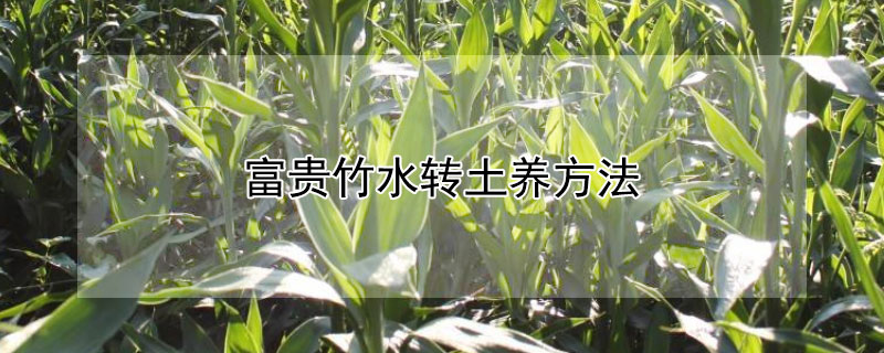 富貴竹水轉(zhuǎn)土養(yǎng)方法