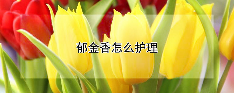 郁金香怎么護(hù)理