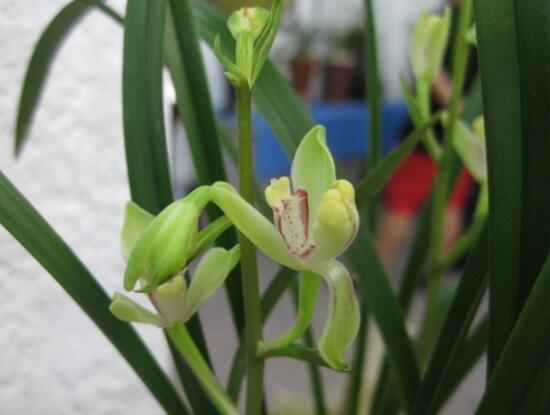蘭花為什么不開(kāi)花，教你六大解決辦法便盆盆爆開(kāi)花