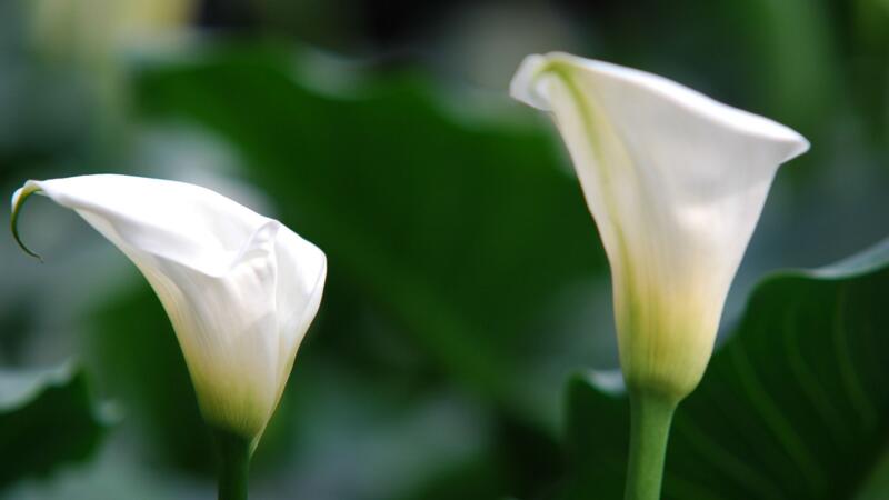 馬蹄蓮花語(yǔ)