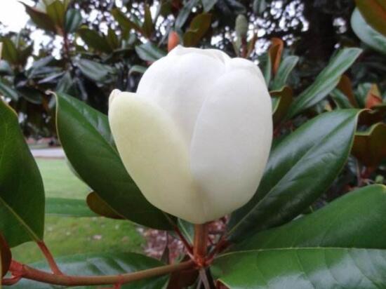 橡皮樹的花語是什么，橡皮樹開花的寓意