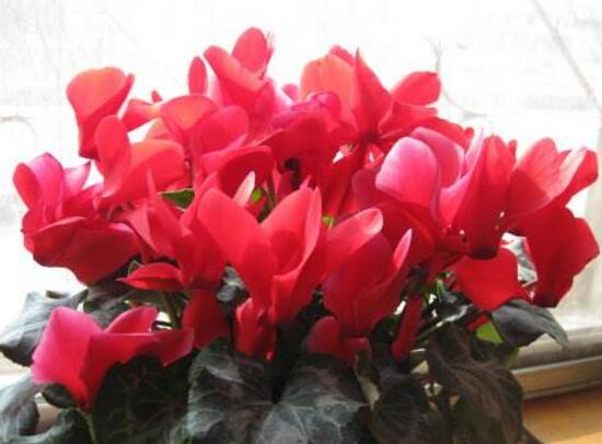 仙客來花的好處有哪些，仙客來花的養(yǎng)護(hù)技巧