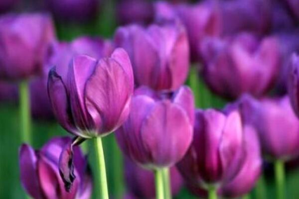 紫色郁金香花語(yǔ)和寓意