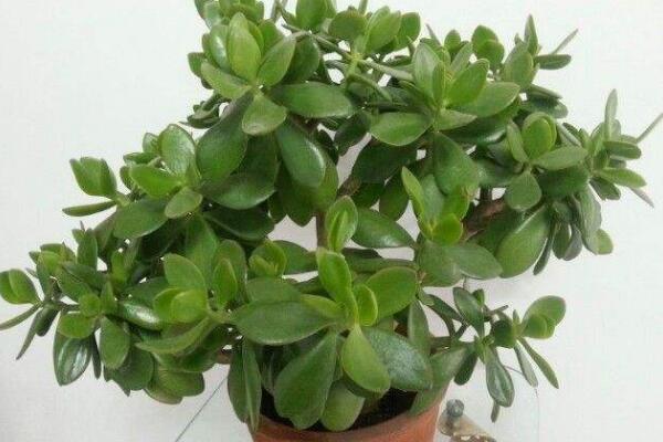 玉樹葉子發(fā)黃的處理方法，四種原因以及處理方法