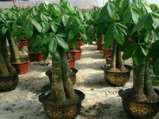 發(fā)財樹的種植技巧，教你七大方法養(yǎng)的青翠欲滴