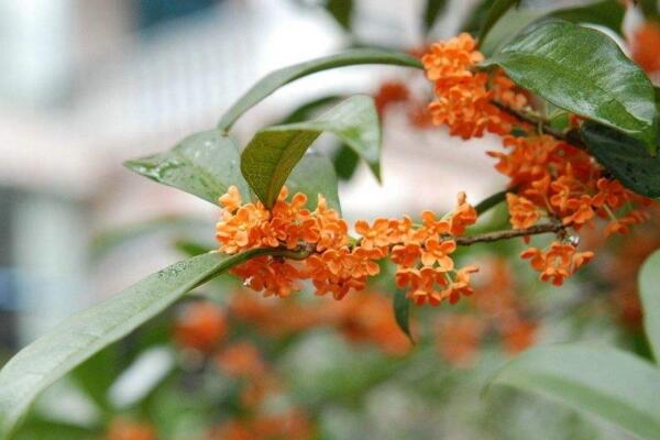 桂花樹幼苗多少錢，桂花樹價格表圖