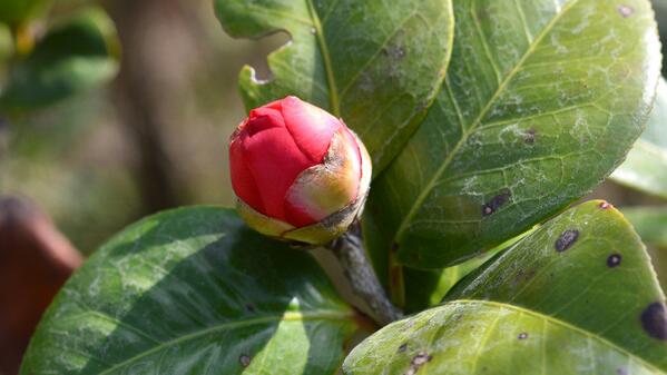 茶花施肥過多了怎么辦，癥狀表現(xiàn)以及處理方法