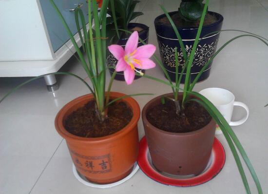 君子蘭是蘭花的一種嗎，君子蘭和蘭花的區(qū)別