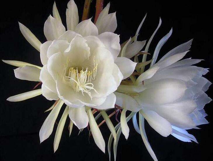 曇花爛根怎么處理，及時(shí)處理不然會(huì)造成無(wú)藥可救的狀態(tài)