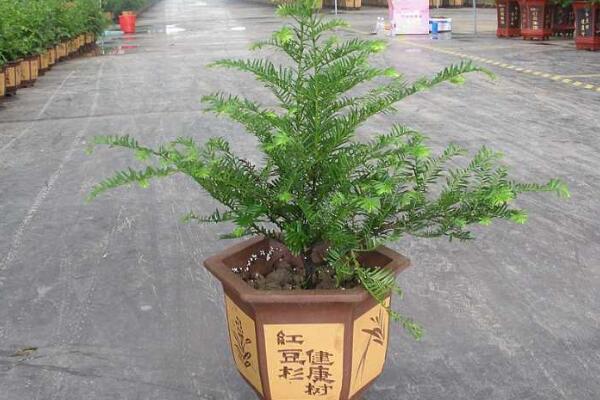 紅豆杉盆景養(yǎng)殖方法，做好這五步是關(guān)鍵