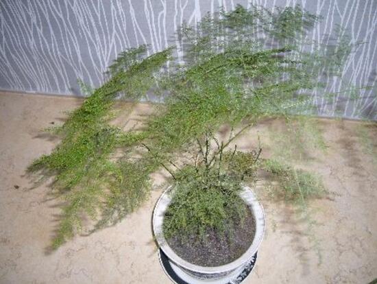 文竹爛根怎么辦，文竹爛根的處理方法