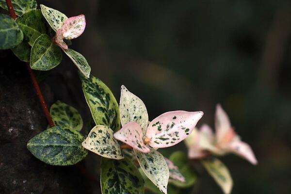 花葉絡(luò)石的寓意是什么