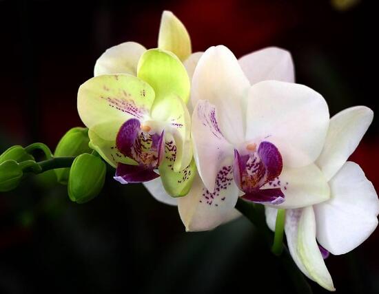 蝴蝶蘭花怎么養(yǎng)，教你七種好方法養(yǎng)的郁郁蔥蔥