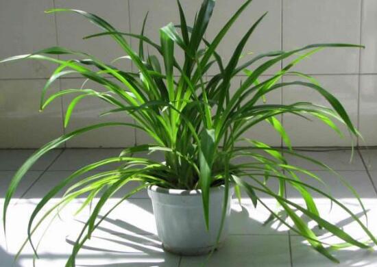 吊蘭的花語(yǔ)是什么，吊蘭開(kāi)花有什么兆頭