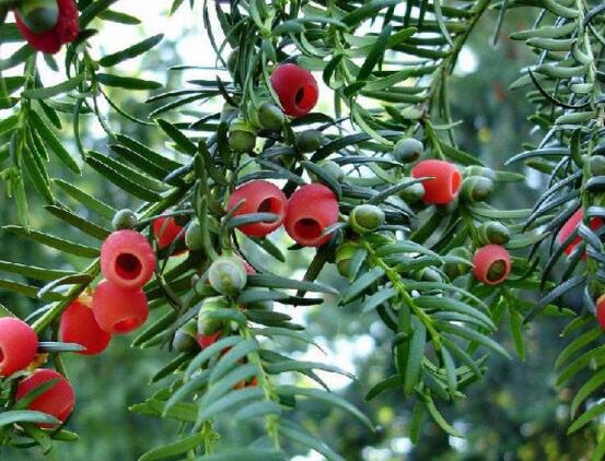 紅豆杉怎么換盆，三個(gè)簡(jiǎn)單方法教你輕松學(xué)會(huì)