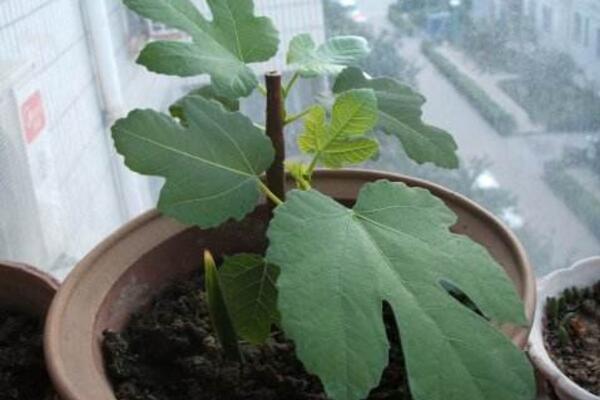 菊花的繁殖方法，可通過扦插、播種、分株、嫁接進(jìn)行繁殖