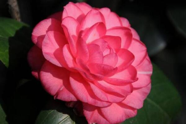 茶花掉葉子是怎么回事，4種原因以及解決方法