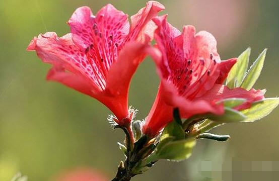 杜鵑花怎么換盆，老農(nóng)教你三個(gè)簡(jiǎn)單易學(xué)方法