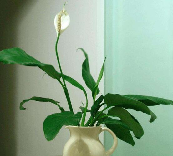 盆栽一帆風順怎么養(yǎng)，教你八個方法便可爆盆